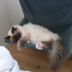 Hellig Birma Dalton