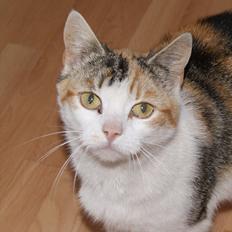 Huskat Ronja