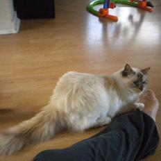 Hellig Birma Mille *Pifuni´s Dania*