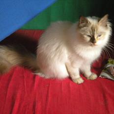 Hellig Birma Diva *Pinuni´s Duchess*