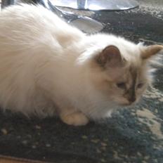 Hellig Birma Diva *Pinuni´s Duchess*