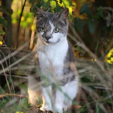 Blanding af racer MILLE<3 *Sov sødt! :'(*