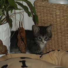 Huskat ABE kat *R.I.P*