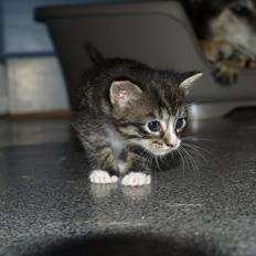 Huskat ABE kat *R.I.P*