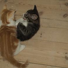 Huskat ABE kat *R.I.P*