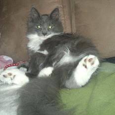 Norsk Skovkat Sonneholt's Darwin