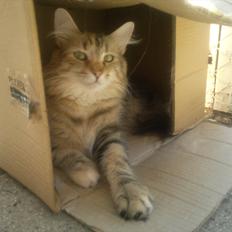 Norsk Skovkat Norhtown Cats Bella Donna