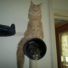 Maine Coon Bobby L Teddy Bear