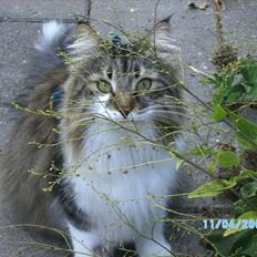 Blanding af racer Neko