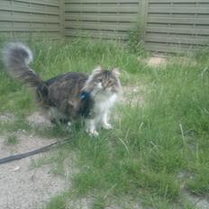 Blanding af racer Neko