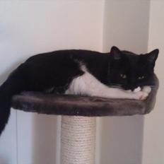 Huskat Fru Fernando Møhge