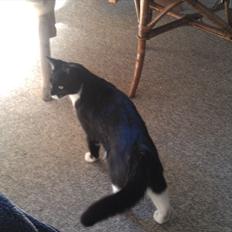 Huskat Fru Fernando Møhge