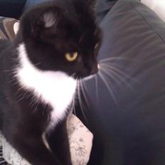 Huskat Fru Fernando Møhge