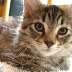 Blanding af racer Duzie