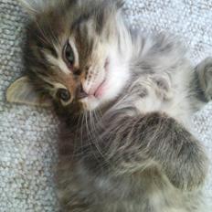 Blanding af racer Duzie