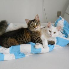 Blanding af racer Duzie