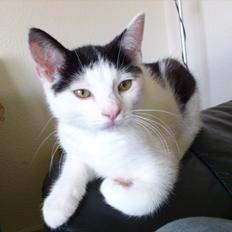 Huskat Laban (Labse) rip 