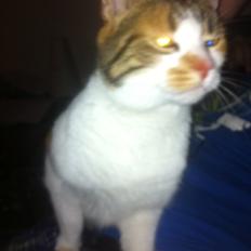 Blanding af racer Freja