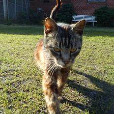 Blanding af racer MR. Saxso