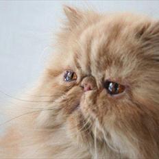 Perser Narnia af Jurian