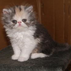 Perser DK Erdabi Sweet Hope Sofia