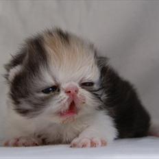 Perser DK Erdabi Sweet Hope Sofia