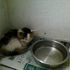 Blanding af racer Princesse.