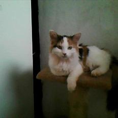 Blanding af racer Princesse.