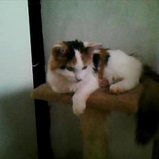 Blanding af racer Princesse.