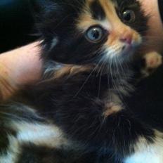 Blanding af racer Baileys