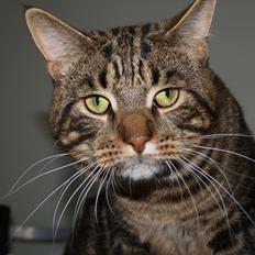 Blanding af racer Captain Morgan