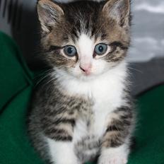 Blanding af racer Lille mis