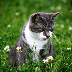 Blanding af racer MOLLY