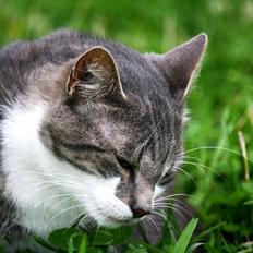 Blanding af racer MOLLY