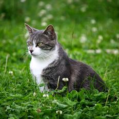 Blanding af racer MOLLY