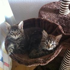 Norsk Skovkat Misser