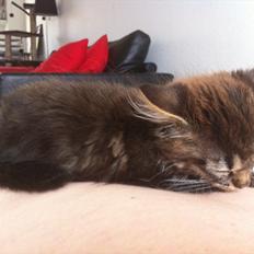 Norsk Skovkat Misser