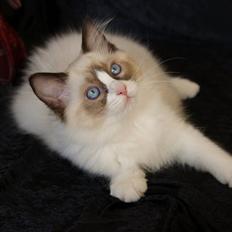 Ragdoll DK Rags of Silk Assam Alix