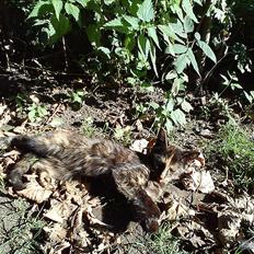 Huskat Kosmos/Min hvalp/