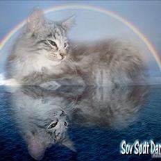 Norsk Skovkat †Darwin von der Bohlkate†