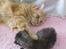 Maine Coon Prinsesse Luna - Død over babymis! Foto: Emma Kloster (mig)
