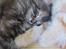 Maine Coon Bailey - Nurh, putte!
