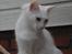 Tyrkisk Angora jamel