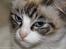 Blanding af racer Hellig Birma/ Ragdoll Chili