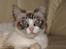 Blanding af racer Hellig Birma/ Ragdoll Chili