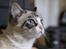 Blanding af racer Hellig Birma/ Ragdoll Chili