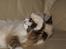 Blanding af racer Hellig Birma/ Ragdoll Chili