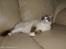 Blanding af racer Hellig Birma/ Ragdoll Chili