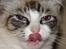 Blanding af racer Hellig Birma/ Ragdoll Chili