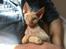 Devon Rex Simba - Mig og min far